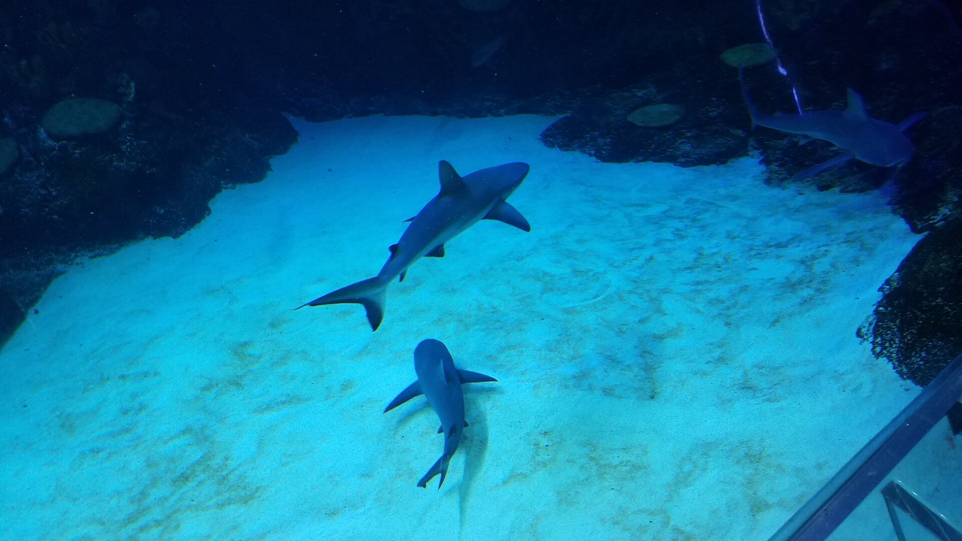 SEA LIFE Orlando 360 Ocean Tunnel with Sharks