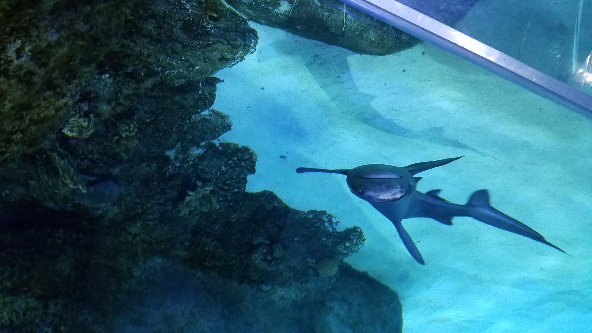 SEA LIFE Orlando 360 Ocean Tunnel Experience