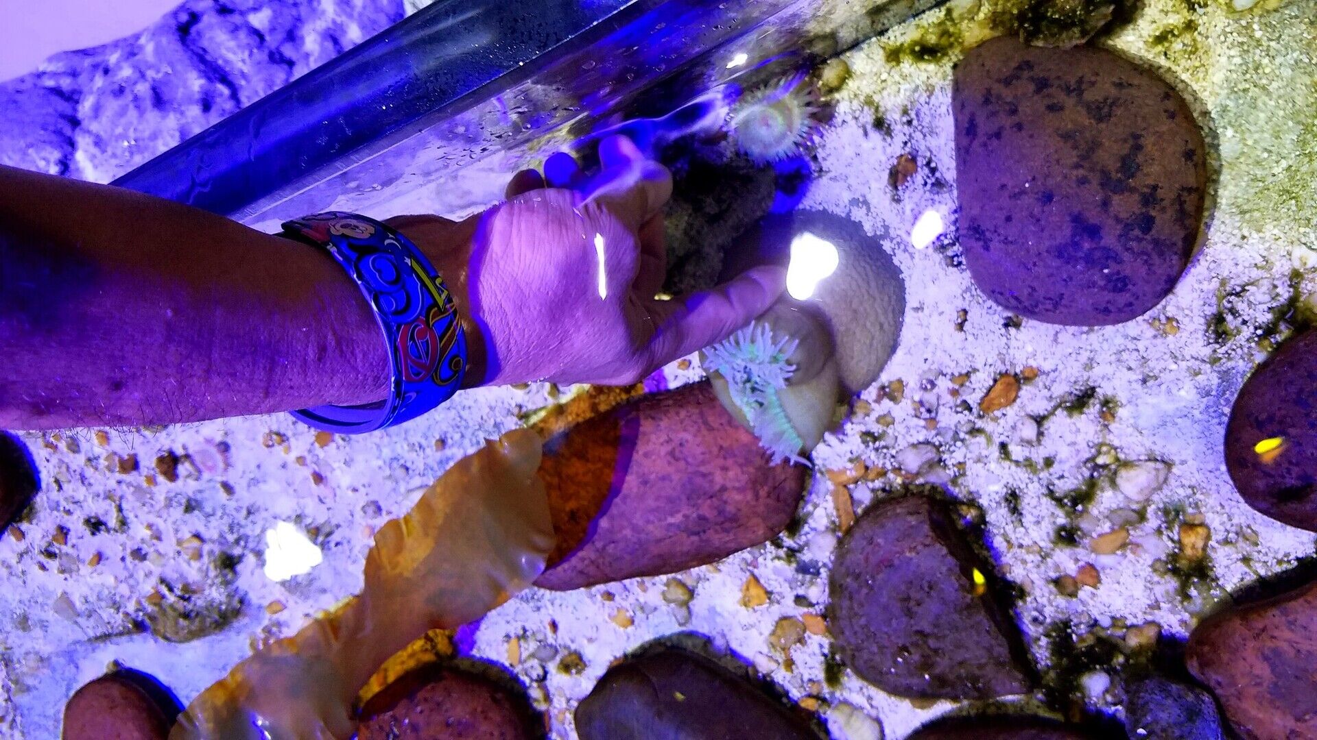 SEA LIFE Orlando Interactive Touch Pool Experience