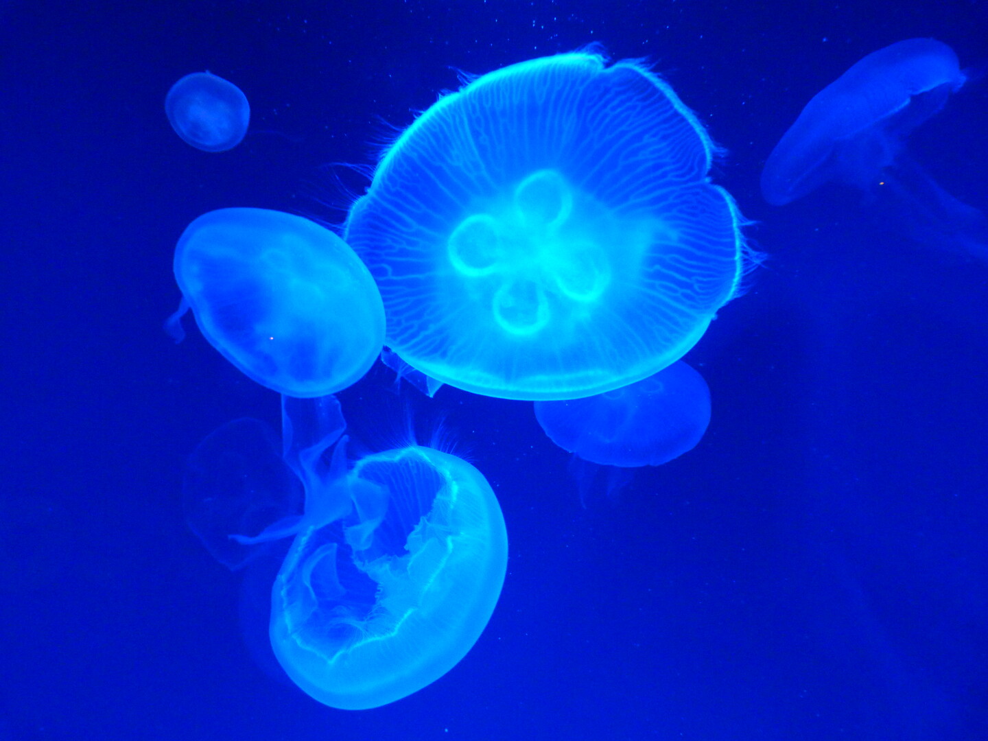 SEA LIFE Orlando Mesmerizing Jellyfish Gallery
