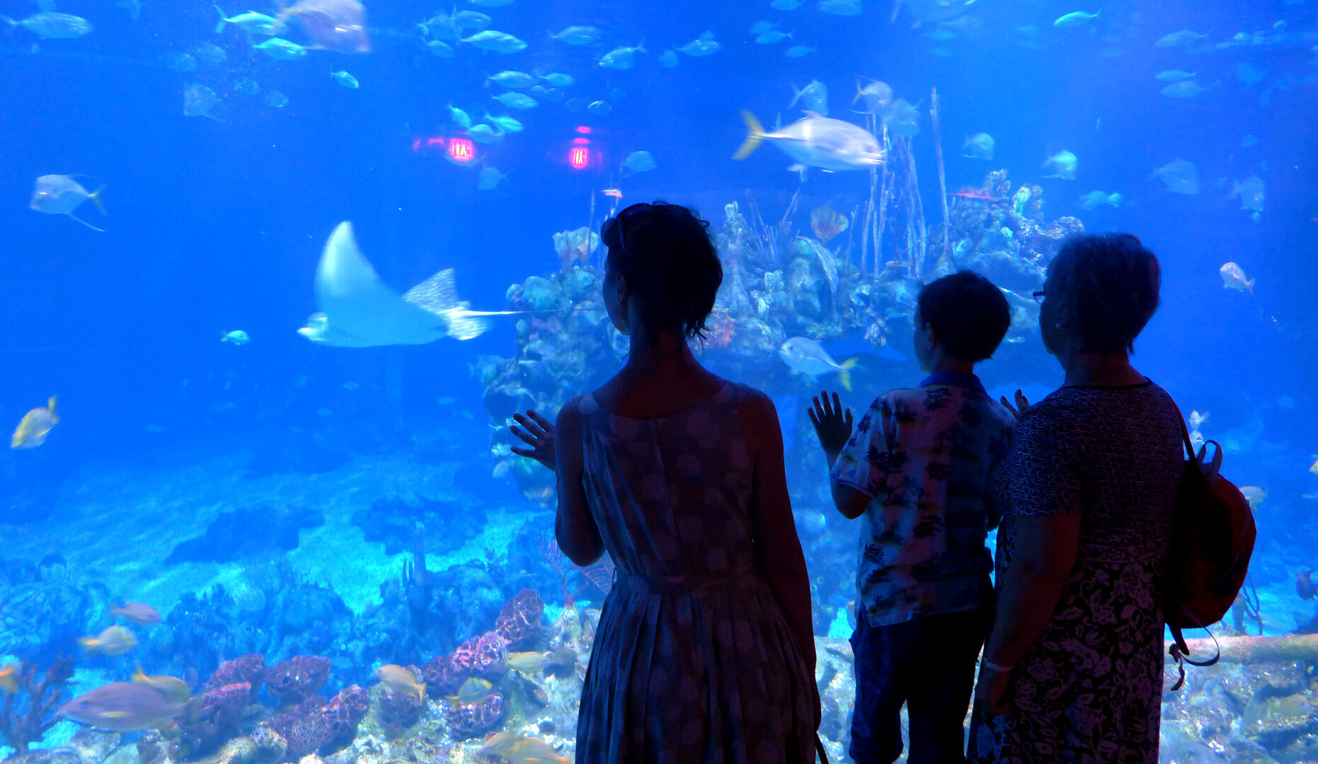 SEA LIFE Orlando Tropical Reef Display