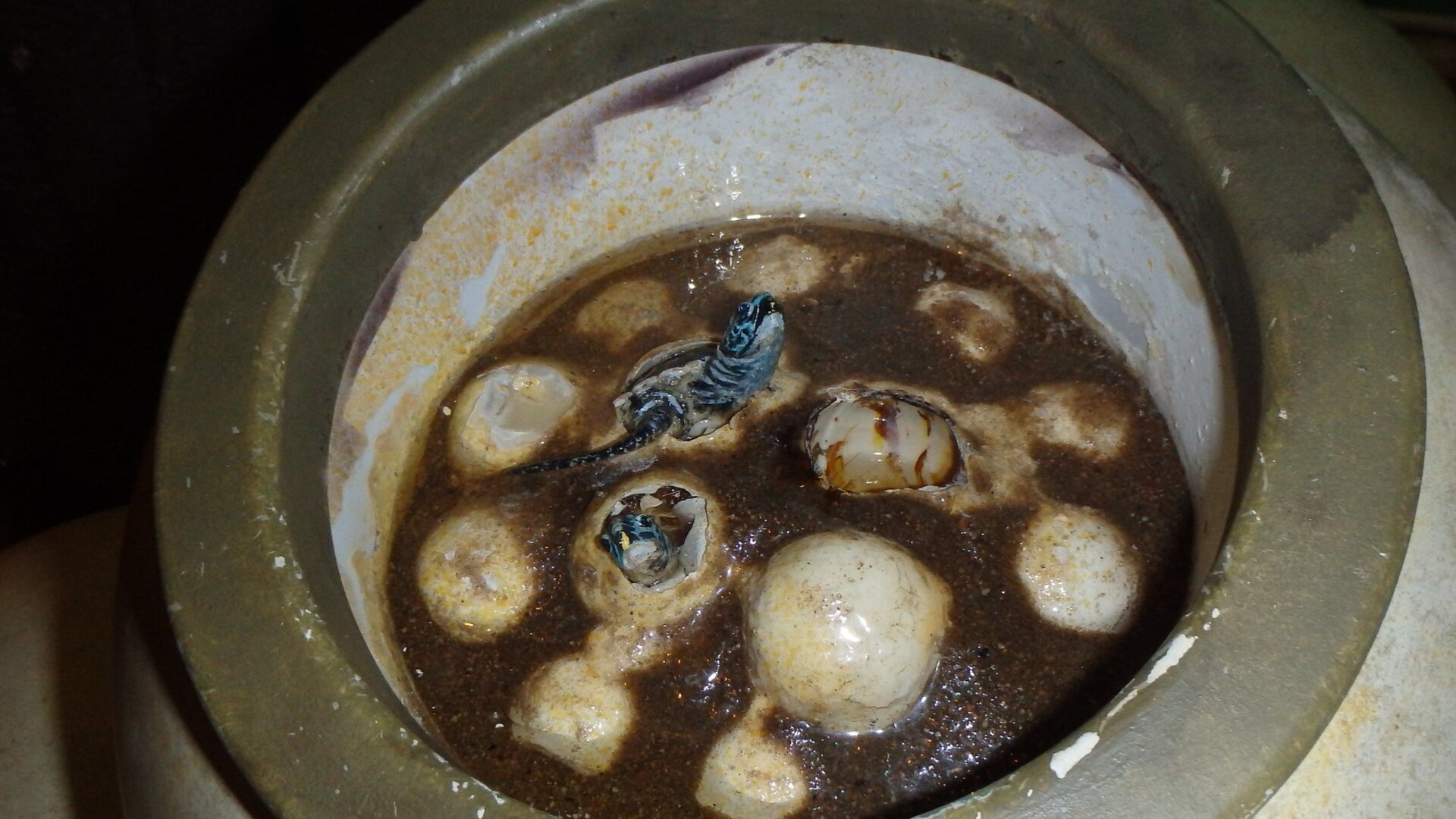 SEA LIFE Orlando Sea Turtle Rescue and Rehabilitation